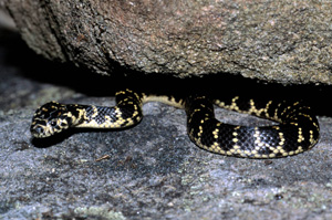 Venomous and poisonous animals live under or near bushrock. Photo: N Williams