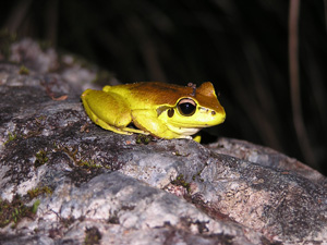 Report sightings of interesting plants and animals to DECC. Photo: DECC