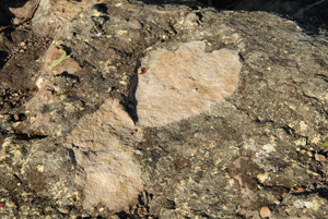 Scar from bushrock removal. Photo: D Pike