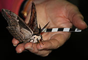 A hand holding a moth