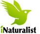 iNaturalistLogo