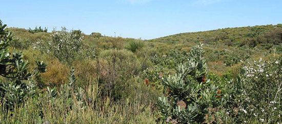 Coastal Sandplain Heath