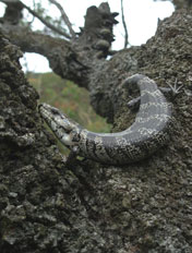 Pink-tongue Skink. Photo: Elizabeth Magarey