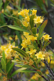 image of water gum