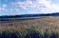 Cane farms still form part of the Cabbage Tree Island landscape today