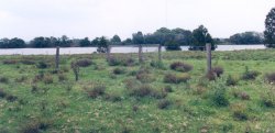Fattorini island