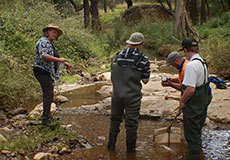 Demonstrating macroinvertebrate sampling in Wambelong Creek (Erin Roger) Demonstrating macroinvertebrate sampling in Wambelong Creek (Erin Roger)