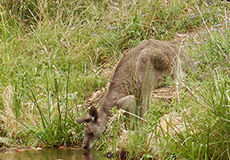 Kangaroo drinking from creek Kangaroo drinking from creek