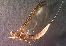 Adult mayfly Adult mayfly