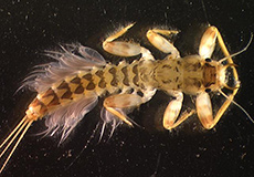 Mayfly larva Leptophlebiidae Mayfly larva Leptophlebiidae