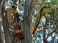 Man putting nest box in tree