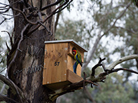 Eastern Rosella perched on nest box
