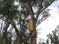 Nestbox in tree