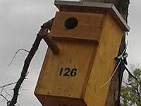Nestbox in tree