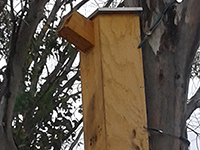 Nestbox in tree