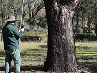 OEH staff adjusting nestbox in tree
