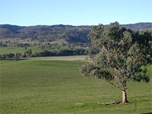 Paddock tree, Image: Deb Saunders