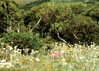 Photo: Alpine vegetation within Kosciuszko National Park. L. Wren / DEC