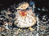 Photo: Plains-wanderer, Pedionomus torquatus R. Humphries / DEC
