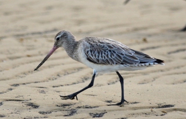 Bar-tailed godwits are threatened shorebirds that depend on Botany Bay for their habitat needs. Photo: OEH