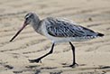 Bar-tailed godwits are threatened shorebirds that depend on Botany Bay for their habitat needs. Photo: OEH