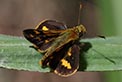 The black grass-dart butterfly relies on Floyd's grass for its survival. See story below. Photo: P Sheringham