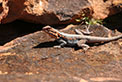 Tawny crevice dragon. Photo: M Irvin/OEH