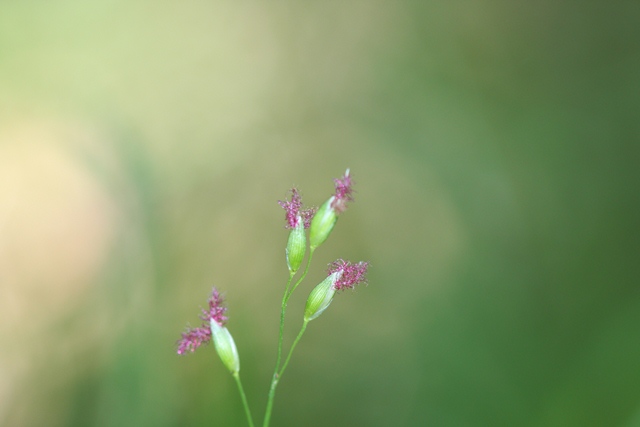 Floyd's grass provides essential habitat for the black grass-dart butterfly. Photo: P. Sheringham