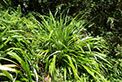 Silver sword lily(Neoastelia spectabilis). Photo:S Rumming/OEH