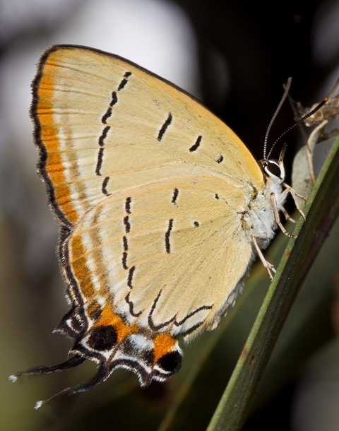 Pale imperial hair-streak butterfly. Photo: B. Thompson