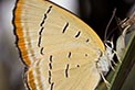 Pale imperial hair-streak butterfly. Photo: B. Thompson