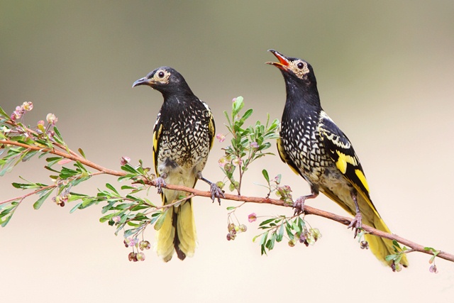 Negotiations with landholders to conserve the regent honeyeater are under way. Photo: D Ingerswen, BirdLife Australia