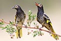 Negotiations with landholders to conserve the regent honeyeater are under way. Photo: D Ingerswen, BirdLife Australia