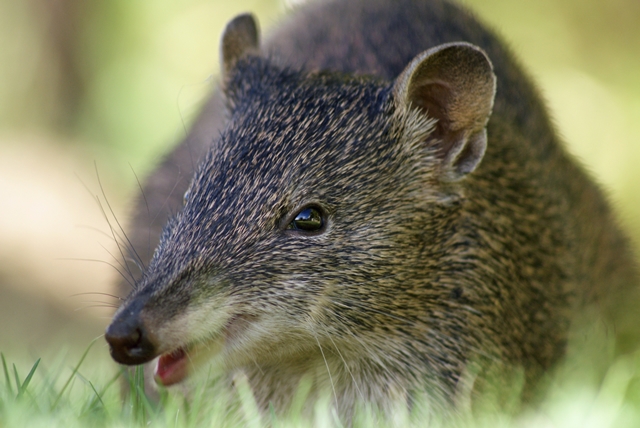 The southern brown bandicoot is mainly conserved on privately-owned land. Photo: T Sargent