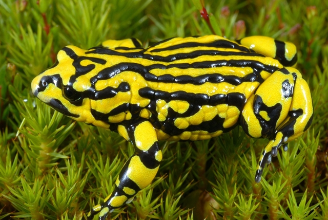 OEH and its partners are successfully breeding southern corroboree frogs in captivity. Photo: D. Hunter