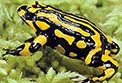 OEH and its partners are successfully breeding southern corroboree frogs in captivity. Photo: D. Hunter