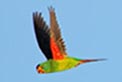 Swift parrot. Photo: OEH