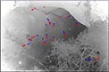 Thermal images of eastern bentwing-bats. Photo: D. Mills, OEH