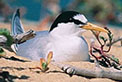 Little tern on nest. Photo: A Brown