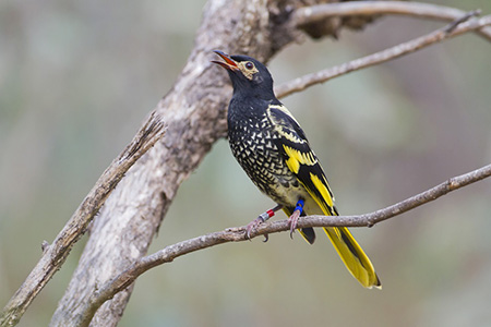 Calling Regent Honeyeater by Dean Ingwersen