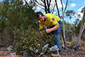 NPWS ranger Allan McLean collecting Grevillea ilicifolia seed by Allan McLean