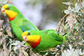 Superb parrots. Photo: David and Glynis Ingram 