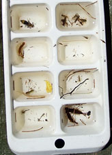 <br />Collection of bugs from Waterwatch activitives. <br />Photo: Hunter-Central Rivers CMA