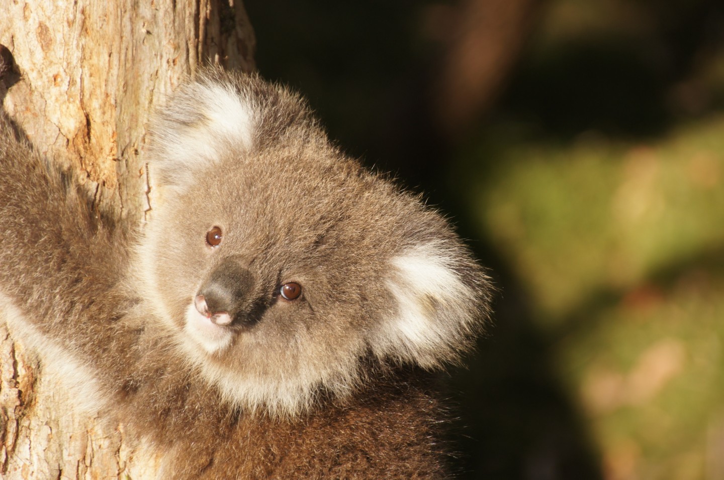 koala in tree