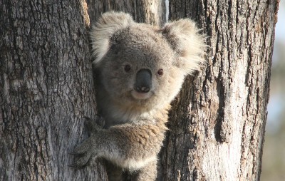 A koala in a tree