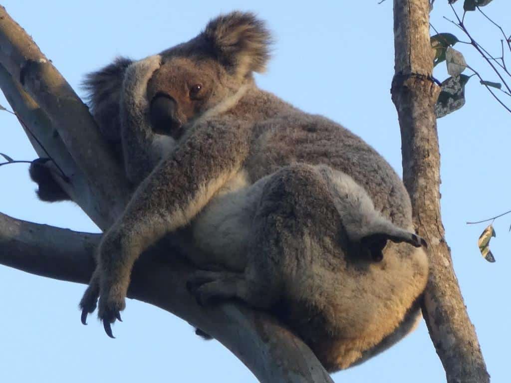 A koala in a tree