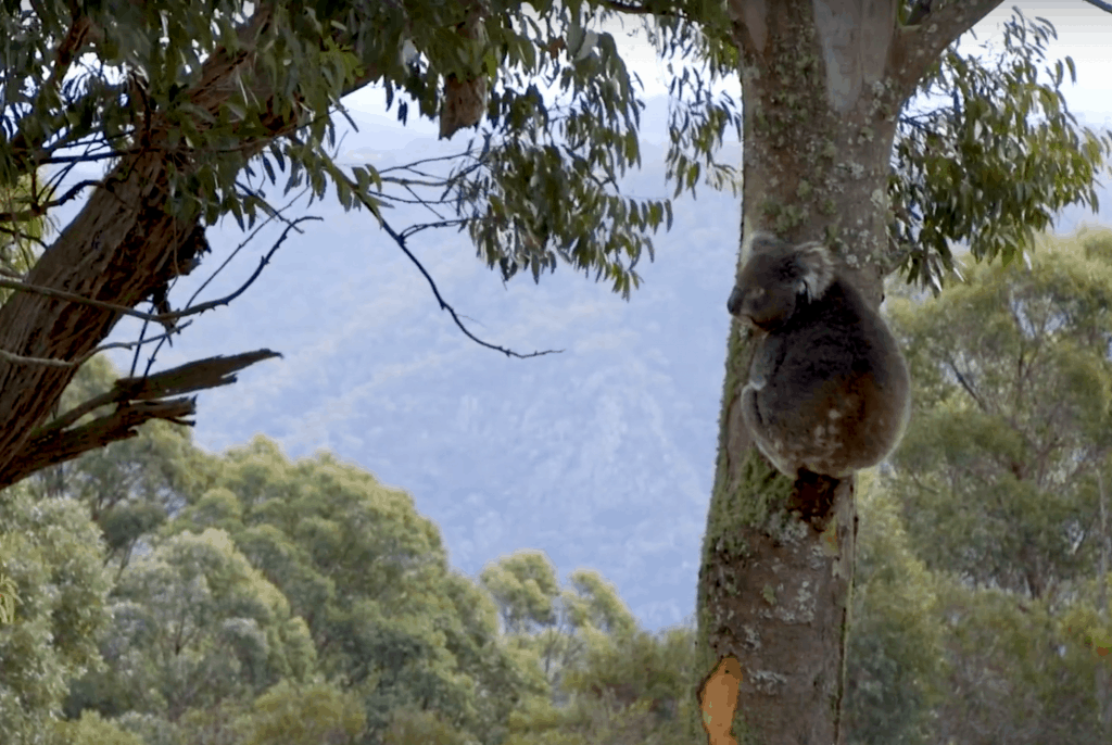A koala in a tree