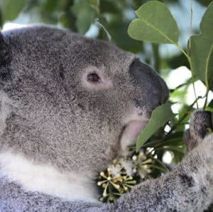 A koala in a tree