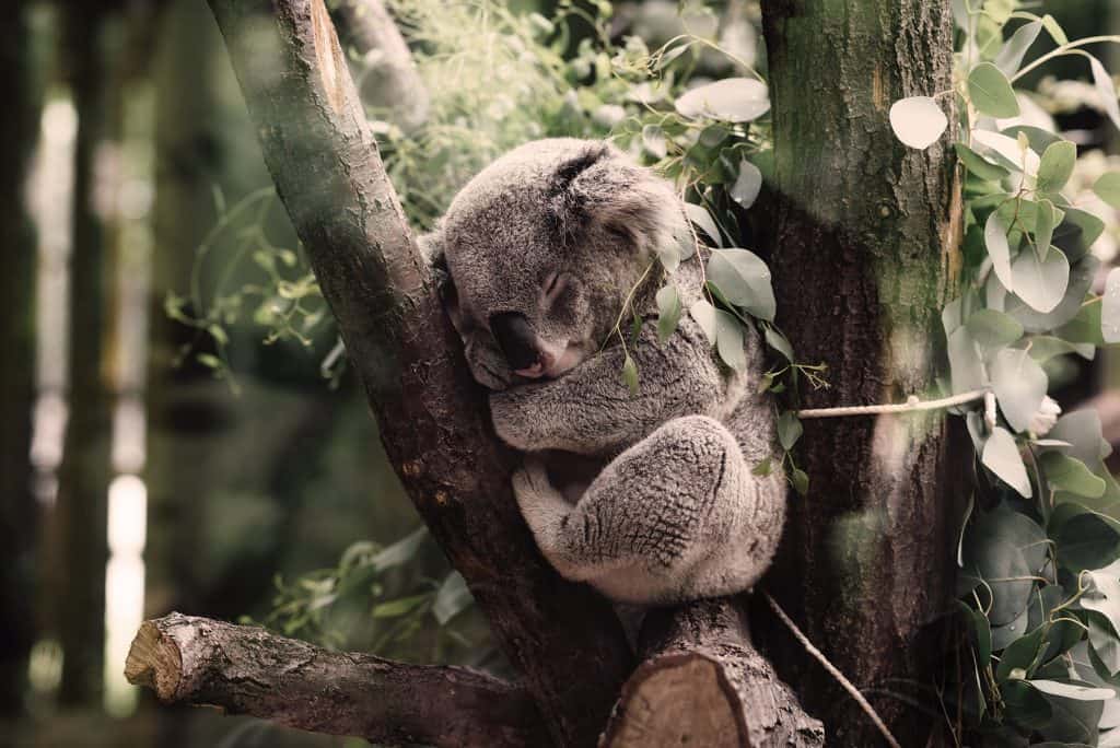 A koala in a tree