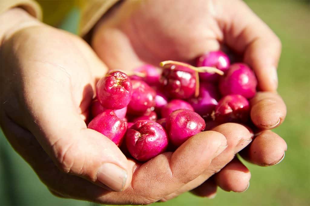 fruit held in hands